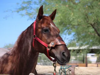 TRAK - Therapeutic Ranch For Animals and Kids