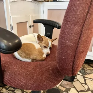 Gracie the Owners Doggie.