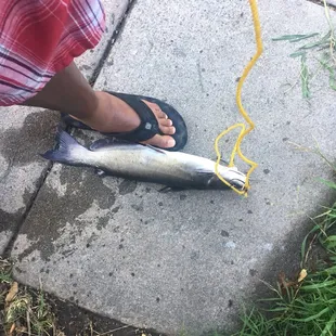 Using my size 12 foot to measure my keeper catfish