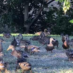 So many ducks and they didn't fly away when I got close to snap a pic.. now if they would all pose.