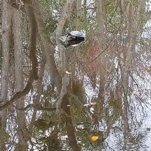 Turtle