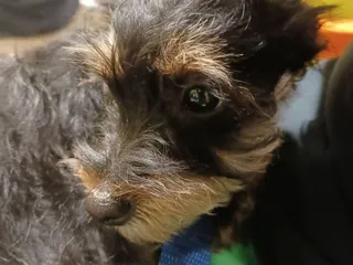 PAWS  Plaquemines Animal Welfare Society