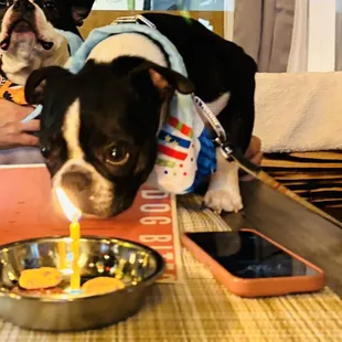R2-D2 blowing out his birthday candle!