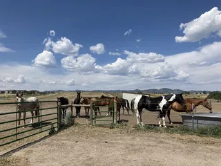 Stockton’s Plum Creek Stables