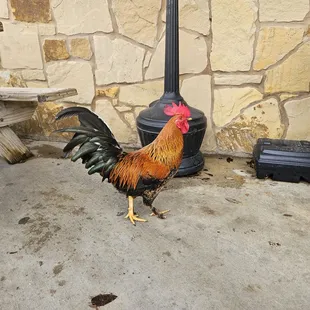 This place has the best fried rooster sandwiches. So fresh!