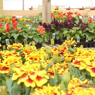 a variety of flowers