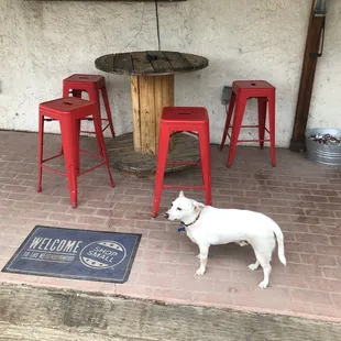 Zapp taking in the misted portal