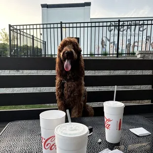 Pet friendly outdoor seating.