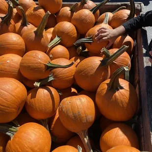 Pumpkin pickin time