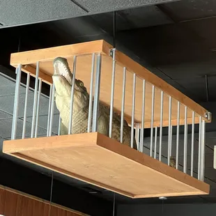 Fun decor, an alligator hanging from the ceiling