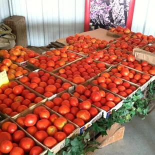boxes of tomatoes on display
