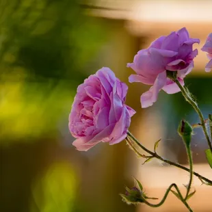 Pink roses leaning toward the sunlight