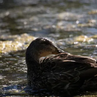 Mama duck cleaning her wings off before gathering the ducklings