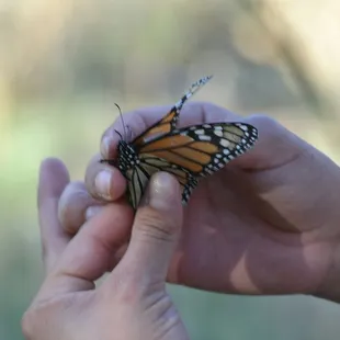 Monarchs in the meadow