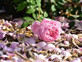 The Rose Gardens of Farmers Branch