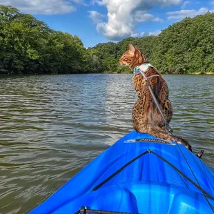 Adventure Cat Kayaking