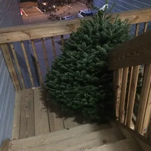 The beautiful tree as it was being brought inside.