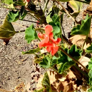A red flower. It is a little blurry.