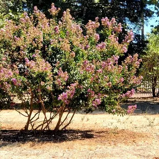 Another tree with pink flowers.
