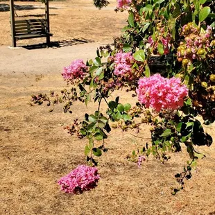 Close-up of pink flowers, with a cute little bench in the background.