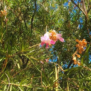 Close-up of a pink flower.