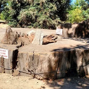 Part of a tree that was transported to the park a long time ago.