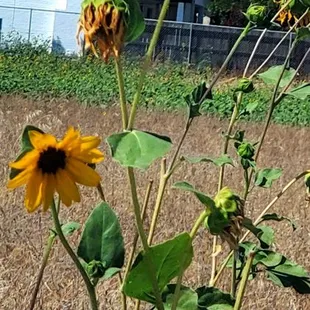 Sunflowers, we saw on our way out of the park! There is an American flag in the background. :)