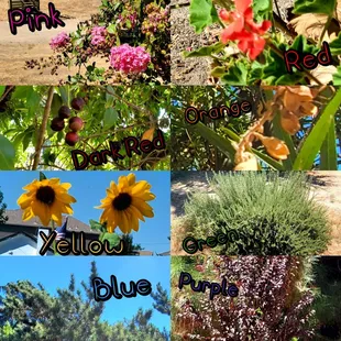 Had an assignment to find every color of the Rainbow. The blue is the sky. :) I tried my best. Hope you enjoy!