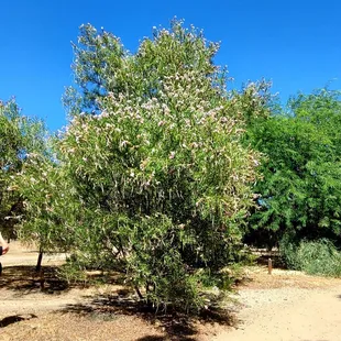 Pink flowers on a tree, nice blue sky in the background.