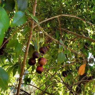 Close-up of the fruit on the tree. It looks like cherries, but tastes like an apple (according to my friend).