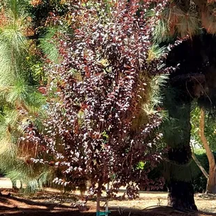 A tree, looks reddish-purple to me.