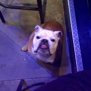 a dog sitting under a table
