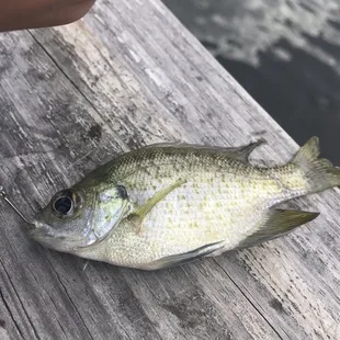 Going back in the water