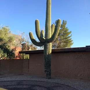 Largest Cactus I have ever seen