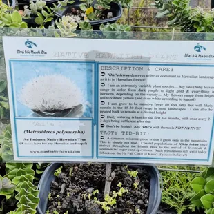 Hui Ku Maoli Ola Native Hawaiian Plant Specialists