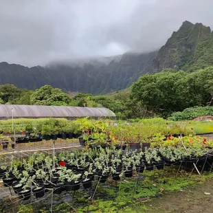 The Ko&apos;olau Mountain Range is the backdrop!