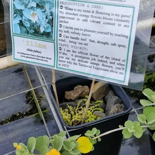 &apos;ilima... The flower of O&apos;ahu