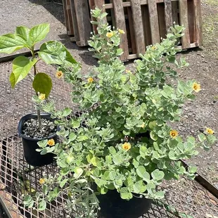 &apos;ilima and kou plants. they have larger sizes of some of the plants they sell at hardware stores!