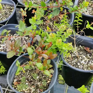 &apos;Ohi&apos;a lehua keiki... Red variety