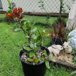 Red Ohia Lehua keiki plant