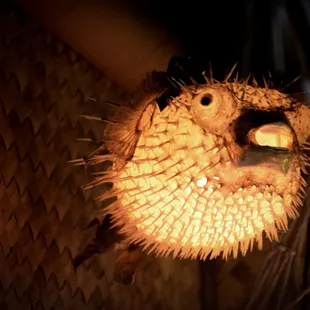 Puffer Fish lamp