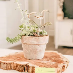 White Washed Medium Potted Succulent Arrangement from Human Interaction