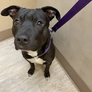 Nova  New dog. We are beyond happy with the dog Erin chose for us. The perfect match!!!!