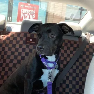 Nova  New dog. We are beyond happy with the dog Erin chose for us. The perfect match!!!!