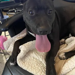 Nova  New dog. We are beyond happy with the dog Erin chose for us. The perfect match!!!!