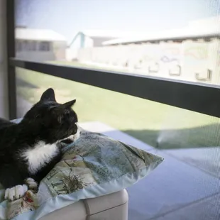 Come visit the cats in our indoor/outdoor catios. They'll love meeting you!