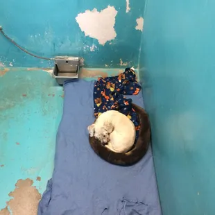 At the Humane Society before adoption. So scrawny!