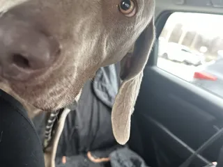 Tulsa Animal Welfare