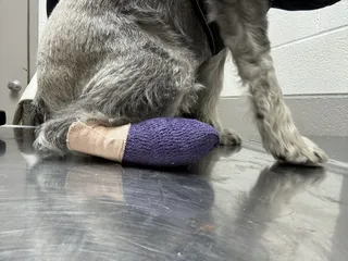 Pryor Veterinary Hospital