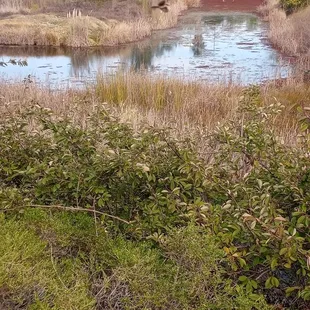 Willow creek with a bird flying through the shot